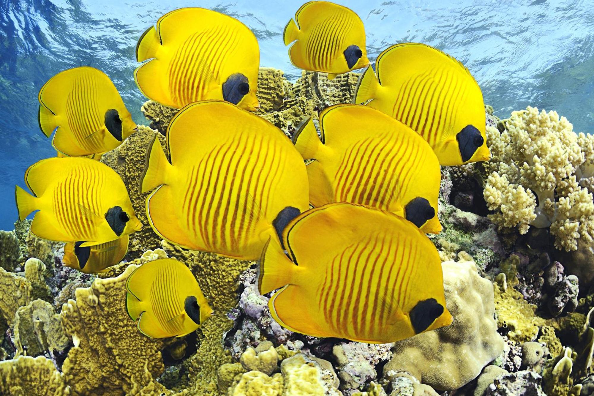 Roxon Red Sea Eilat - Adults Only 호텔 외부 사진